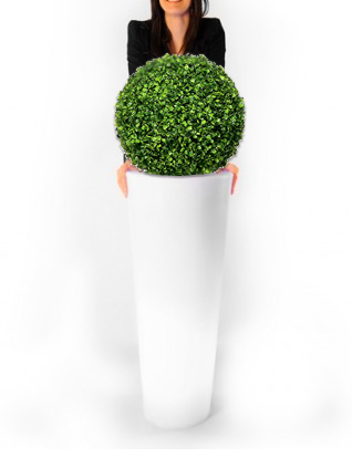 Buxkugel, Buchs, Kugel, LED, Vase